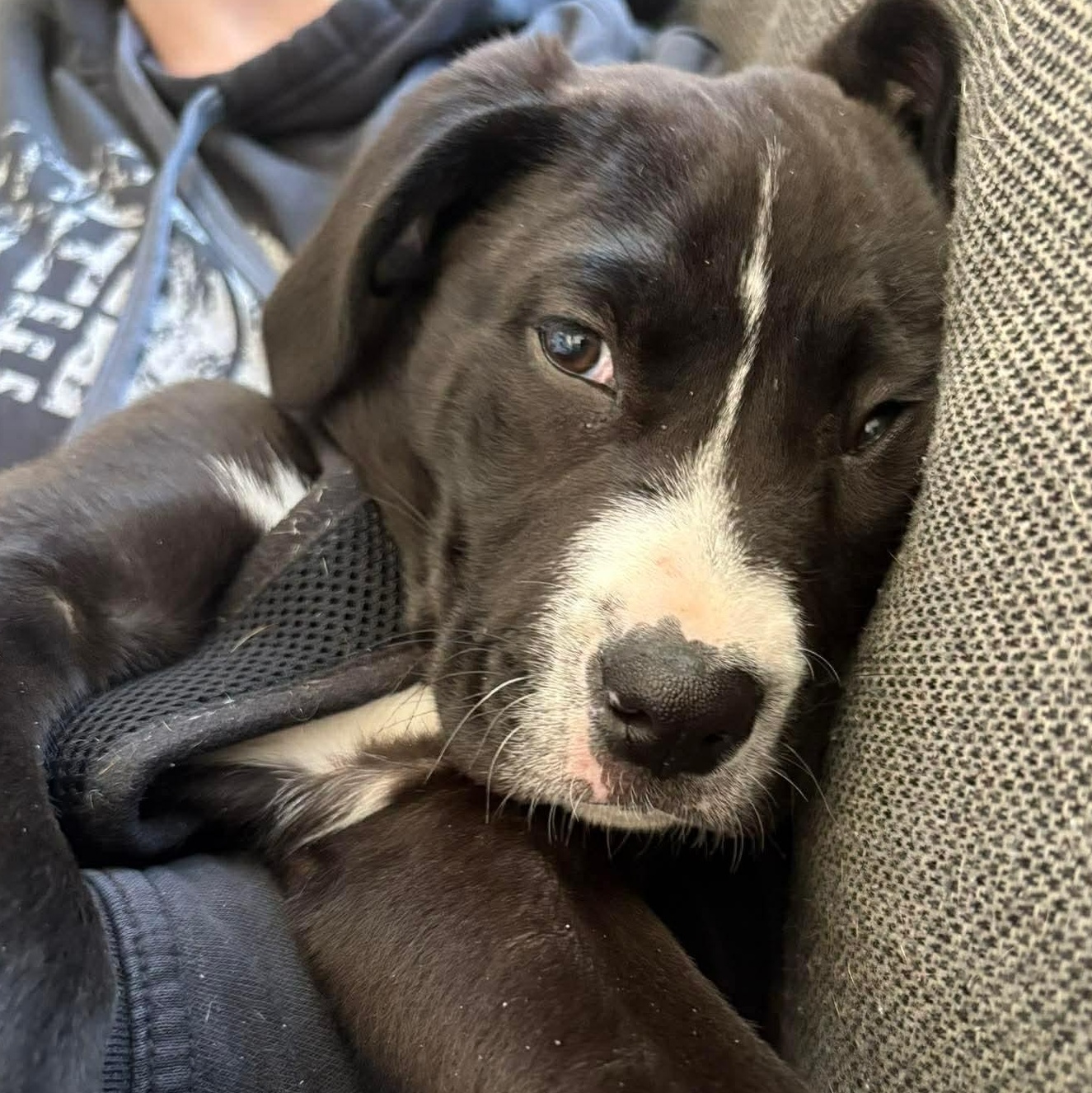 Enlarge SAM - ARRIVED IN MAINE MARCH 7th, a ADOPTABLE Mixed Breed in Berwick, ME image 5/6