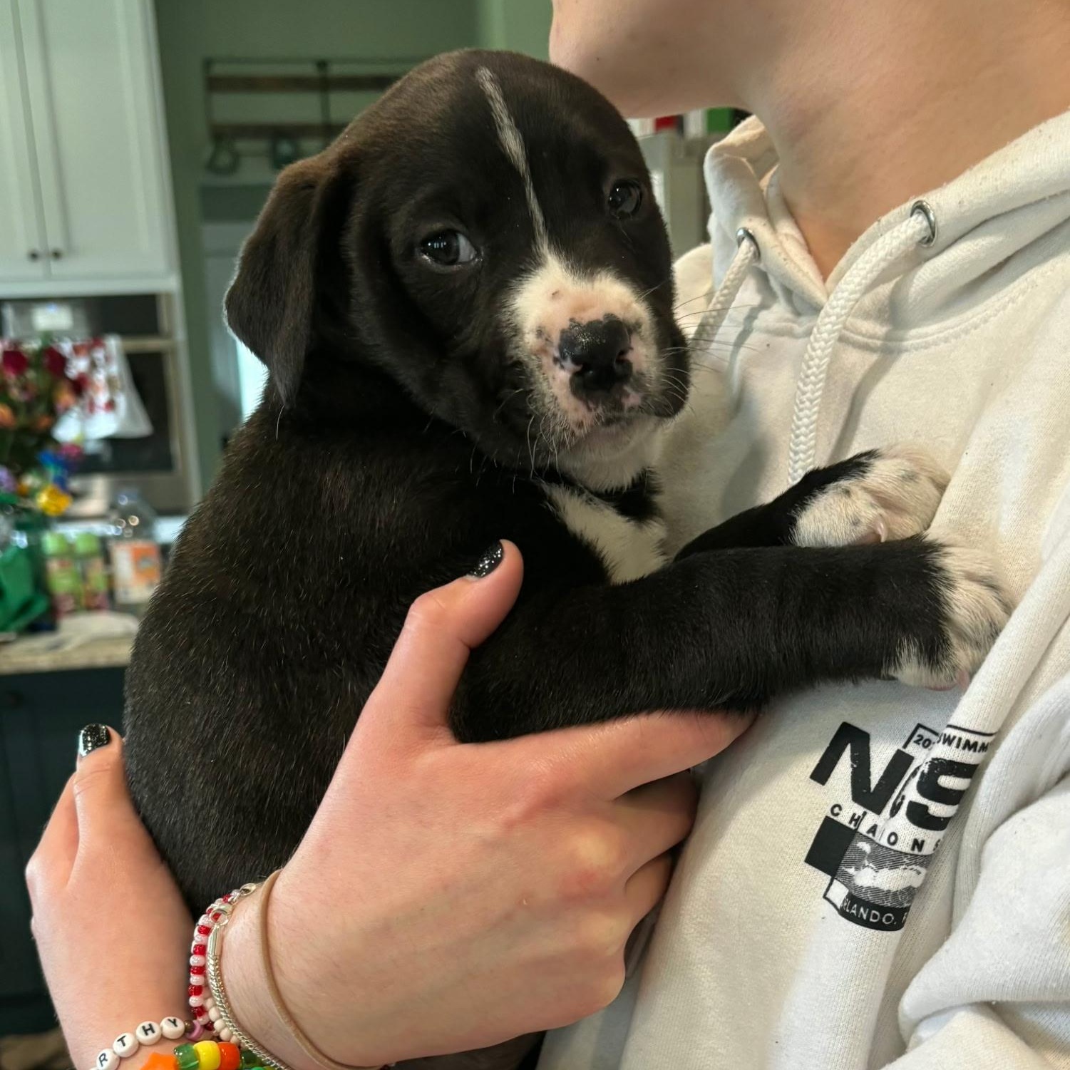 Enlarge SAM - ARRIVED IN MAINE MARCH 7th, a ADOPTABLE Mixed Breed in Berwick, ME image 2/6