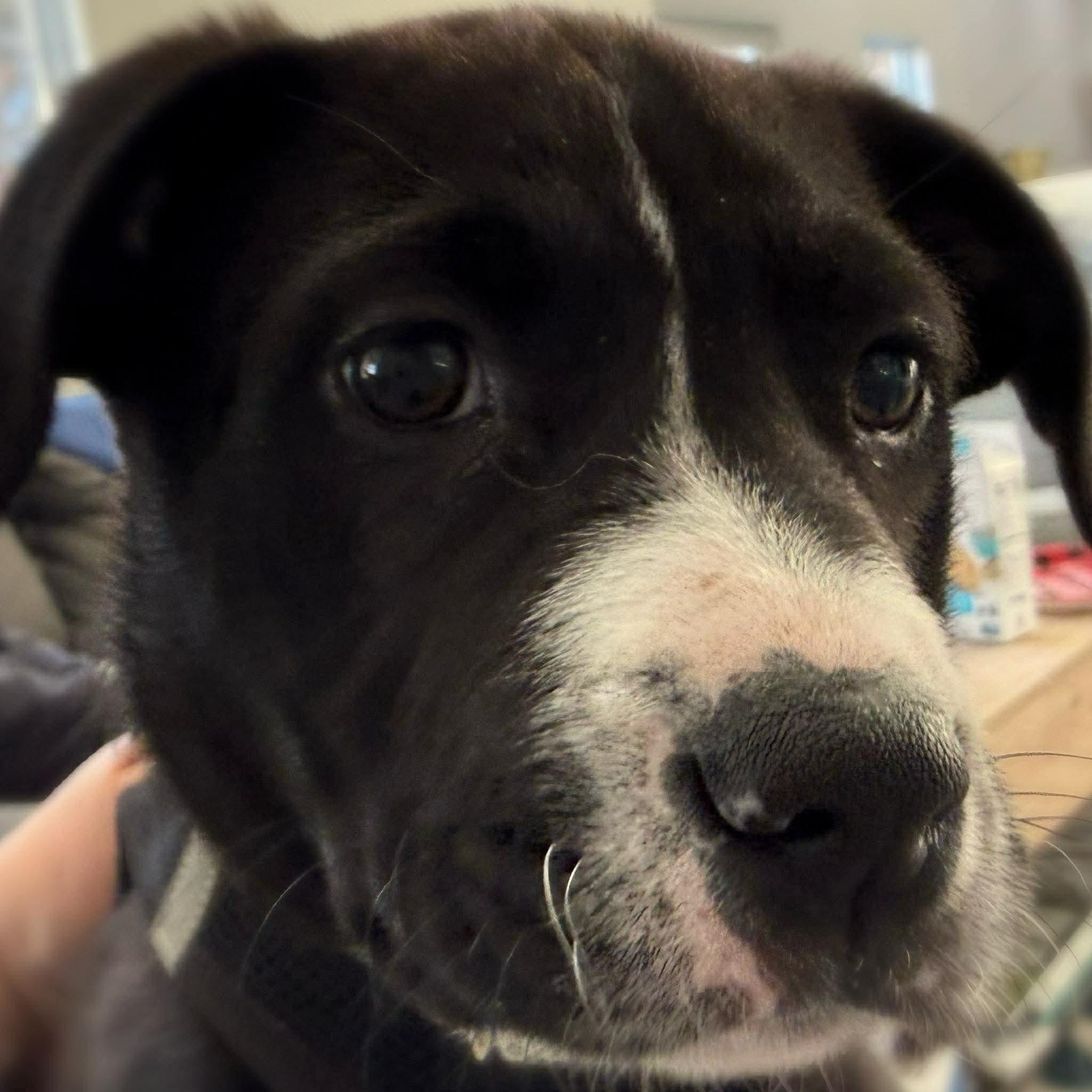 Enlarge SAM - ARRIVED IN MAINE MARCH 7th, a ADOPTABLE Mixed Breed in Berwick, ME image 4/6