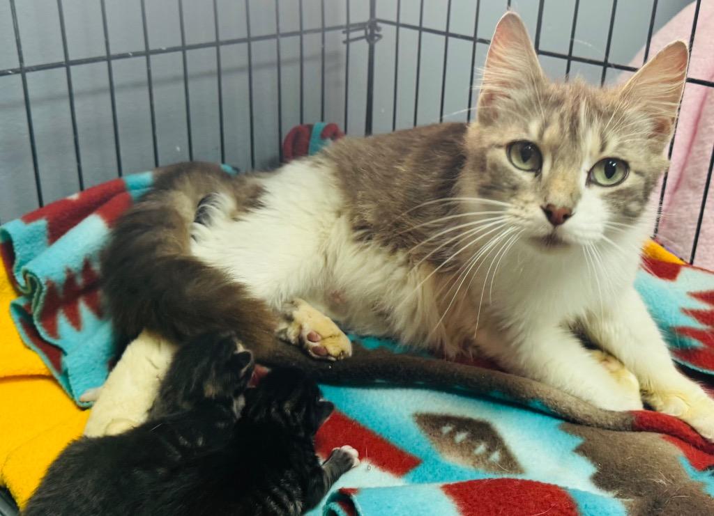 Enlarge Dove, a Adoptable mixed breed in Claremore, OK image 1/1