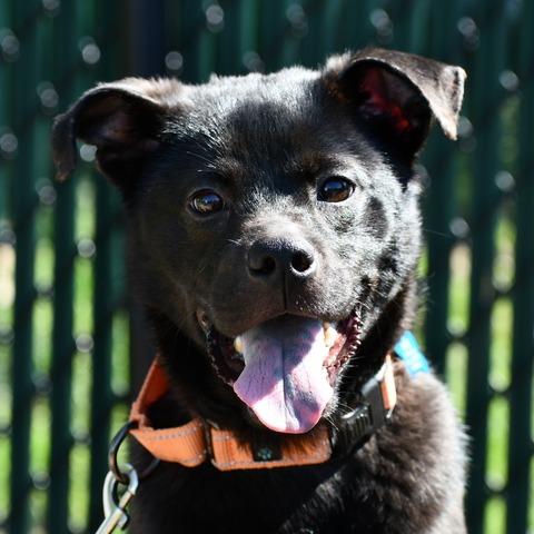 Enlarge Lionel, a Adoptable mixed breed in Johnson City, TN image 1/4