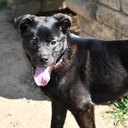 Enlarge Lionel, a Adoptable mixed breed in Johnson City, TN image 2/4