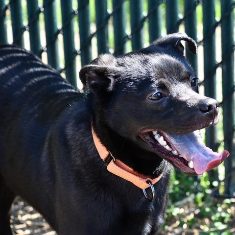 Enlarge Lionel, a Adoptable mixed breed in Johnson City, TN image 3/4