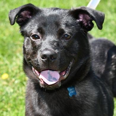 Lionel, a Adoptable mixed breed in Johnson City, TN image 2/4