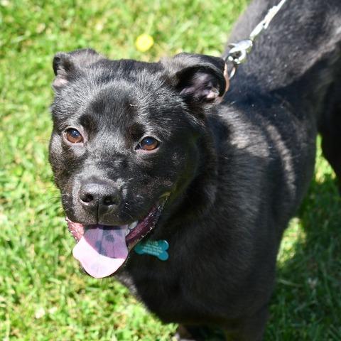 Lionel, a Adoptable mixed breed in Johnson City, TN image 3/4