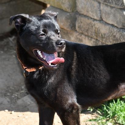 Enlarge Lionel, a Adoptable mixed breed in Johnson City, TN image 4/4