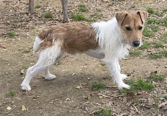 Rudy — thumbnail 2