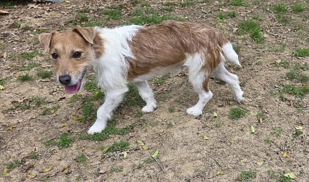 Rudy, adoptable, Adult Male Jack Russell Terrier.