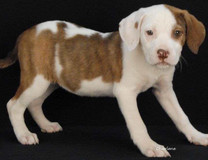 Enlarge Howlie Berry, a Adoptable mixed breed in Newland, NC image 1/2