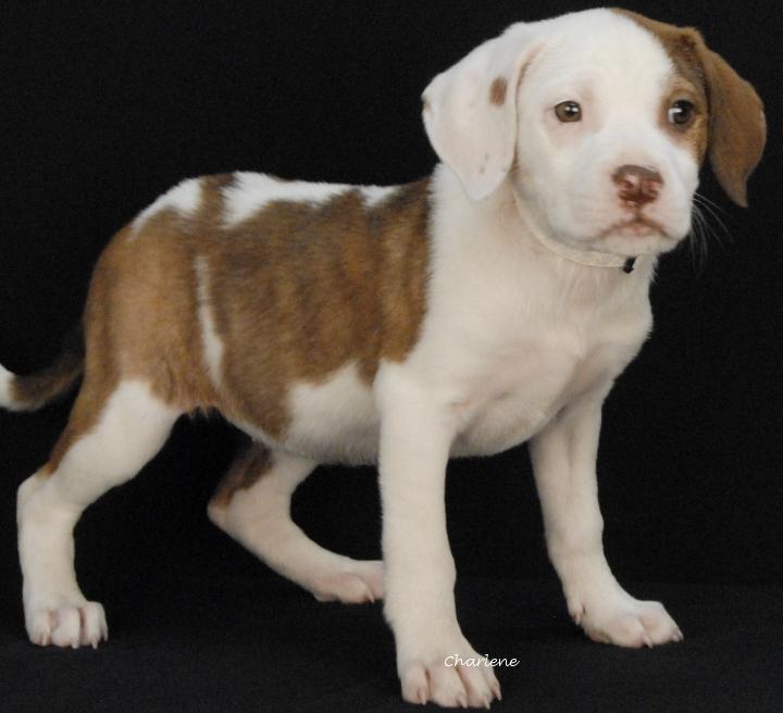 Enlarge Howlie Berry, a Adoptable mixed breed in Newland, NC image 2/2