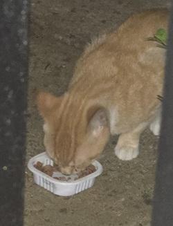 Biscuit, Adoptable, Kitten Male Tabby.