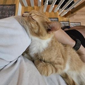 Biscuit