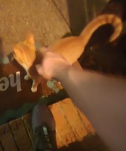 Biscuit