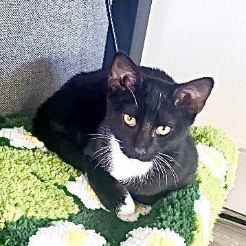 Enlarge Flint, a Adoptable Domestic Short Hair in Peyton, CO image 1/4