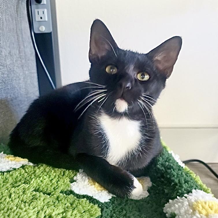 Enlarge Flint, a Adoptable Domestic Short Hair in Peyton, CO image 2/4