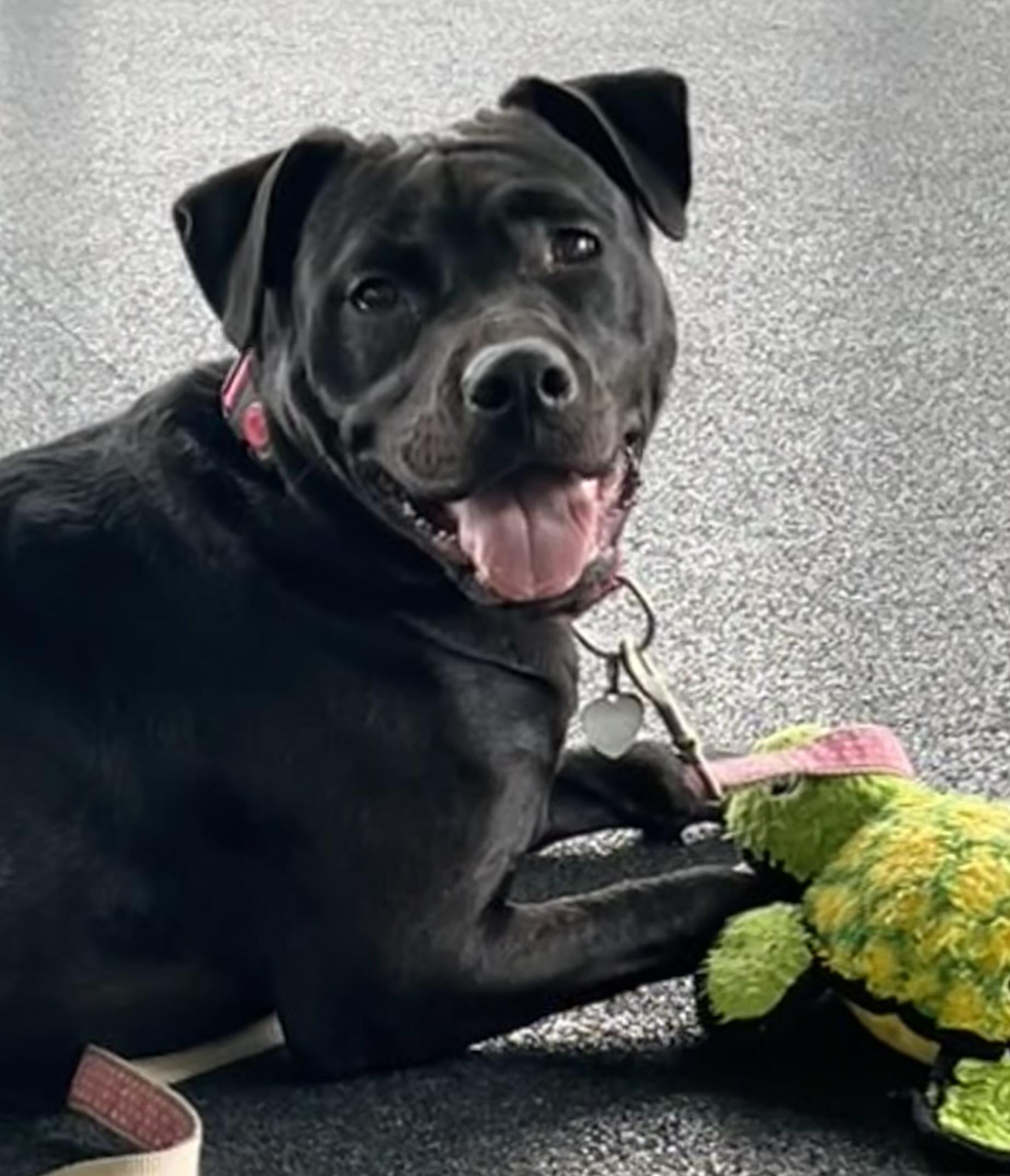 Miss Night, Young Female Pit Bull Terrier