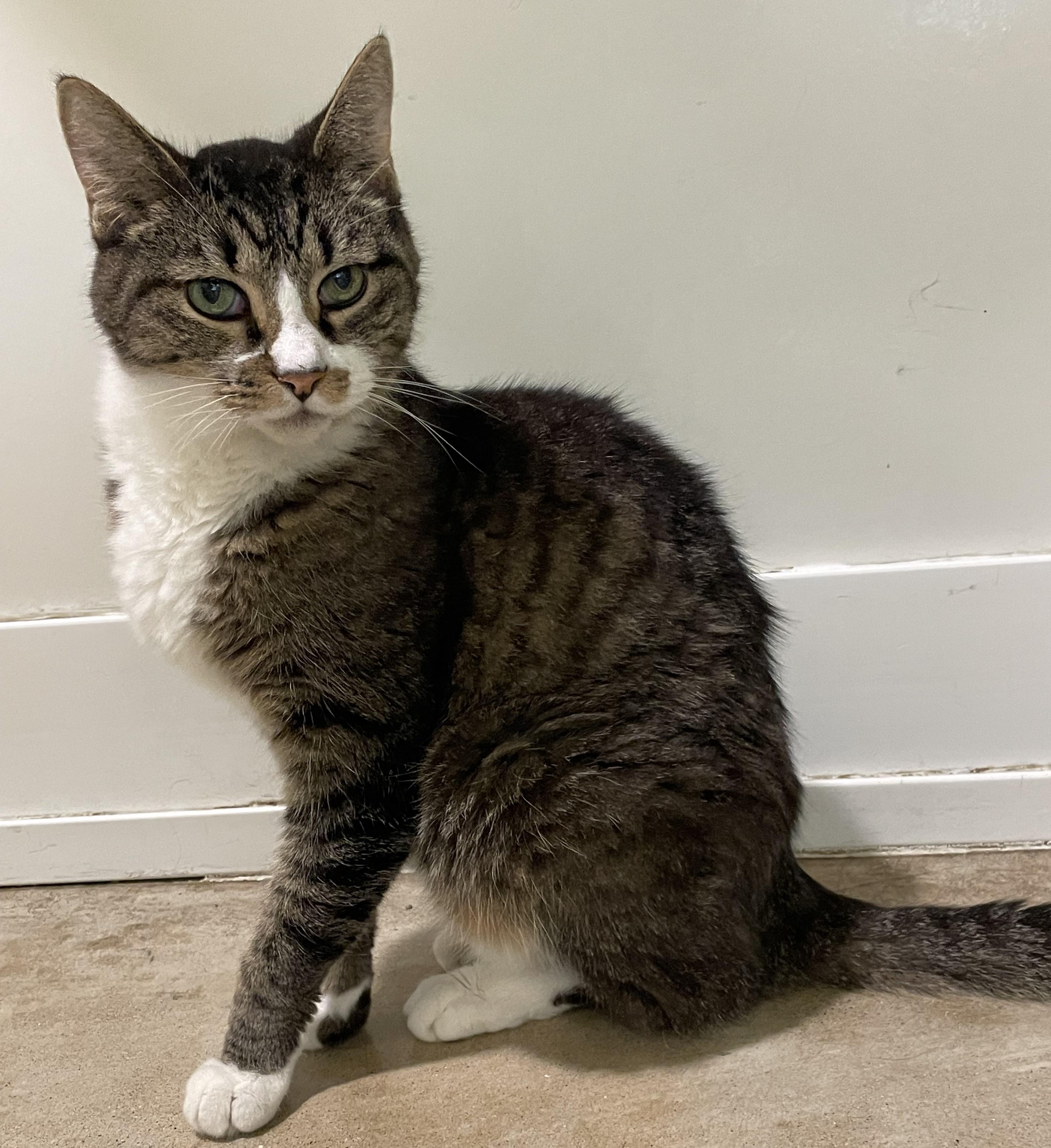 Enlarge Sandokan -Wilco *SPONSORED ADOPTION FEE*, a Adoptable Domestic Short Hair in Chicago, IL image 1/4