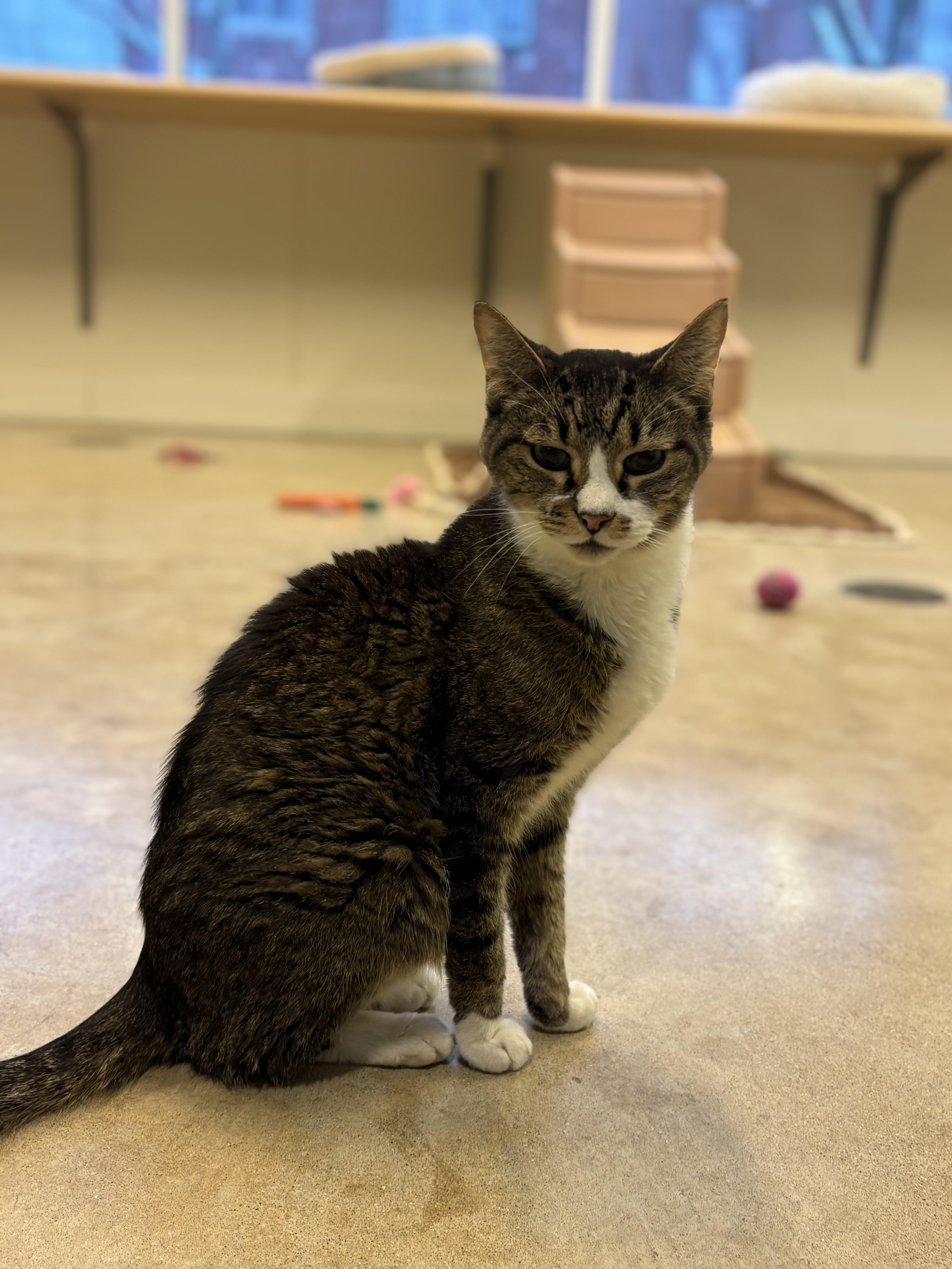 Enlarge Sandokan -Wilco *SPONSORED ADOPTION FEE*, a Adoptable Domestic Short Hair in Chicago, IL image 2/4