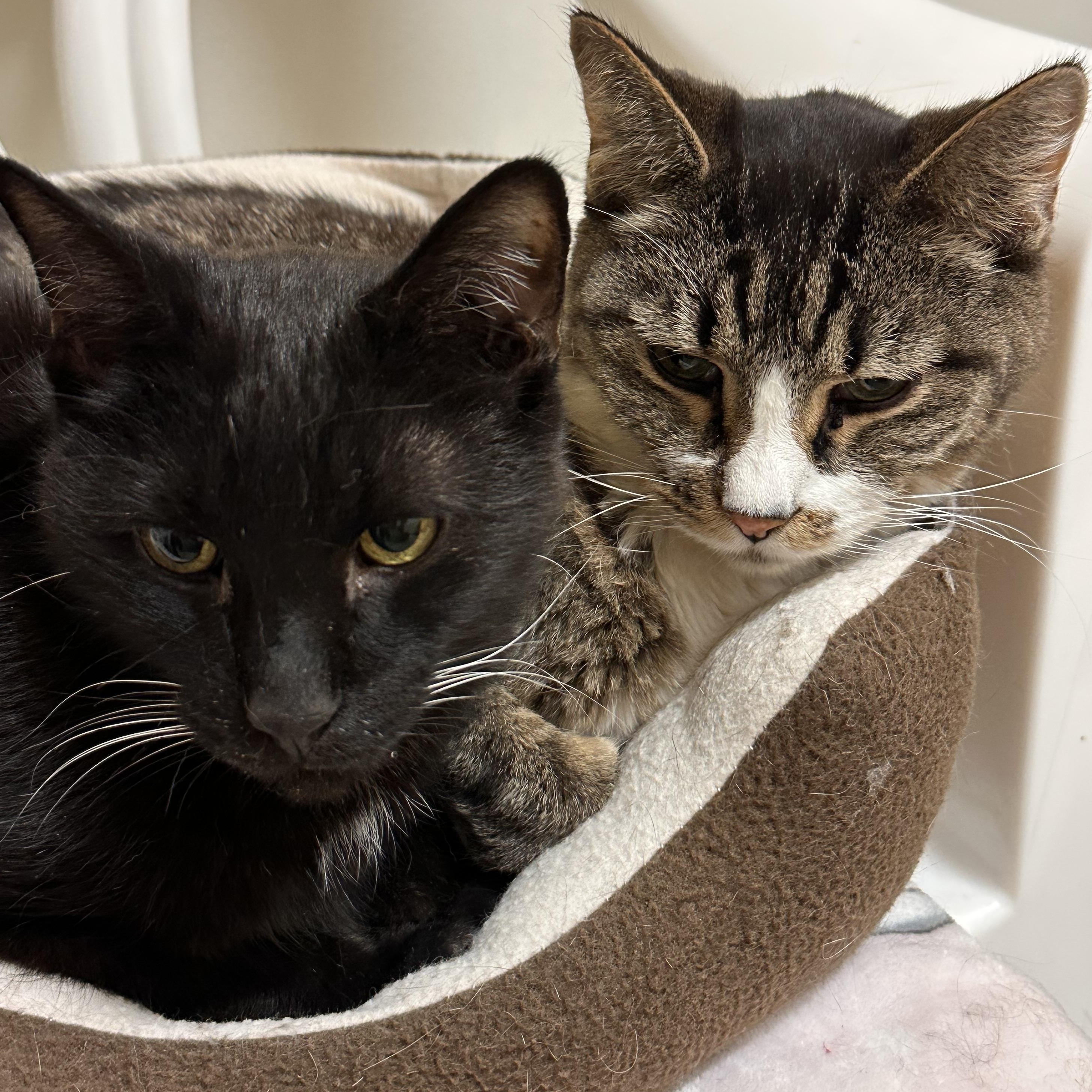 Enlarge Sandokan -Wilco *SPONSORED ADOPTION FEE*, a Adoptable Domestic Short Hair in Chicago, IL image 3/4