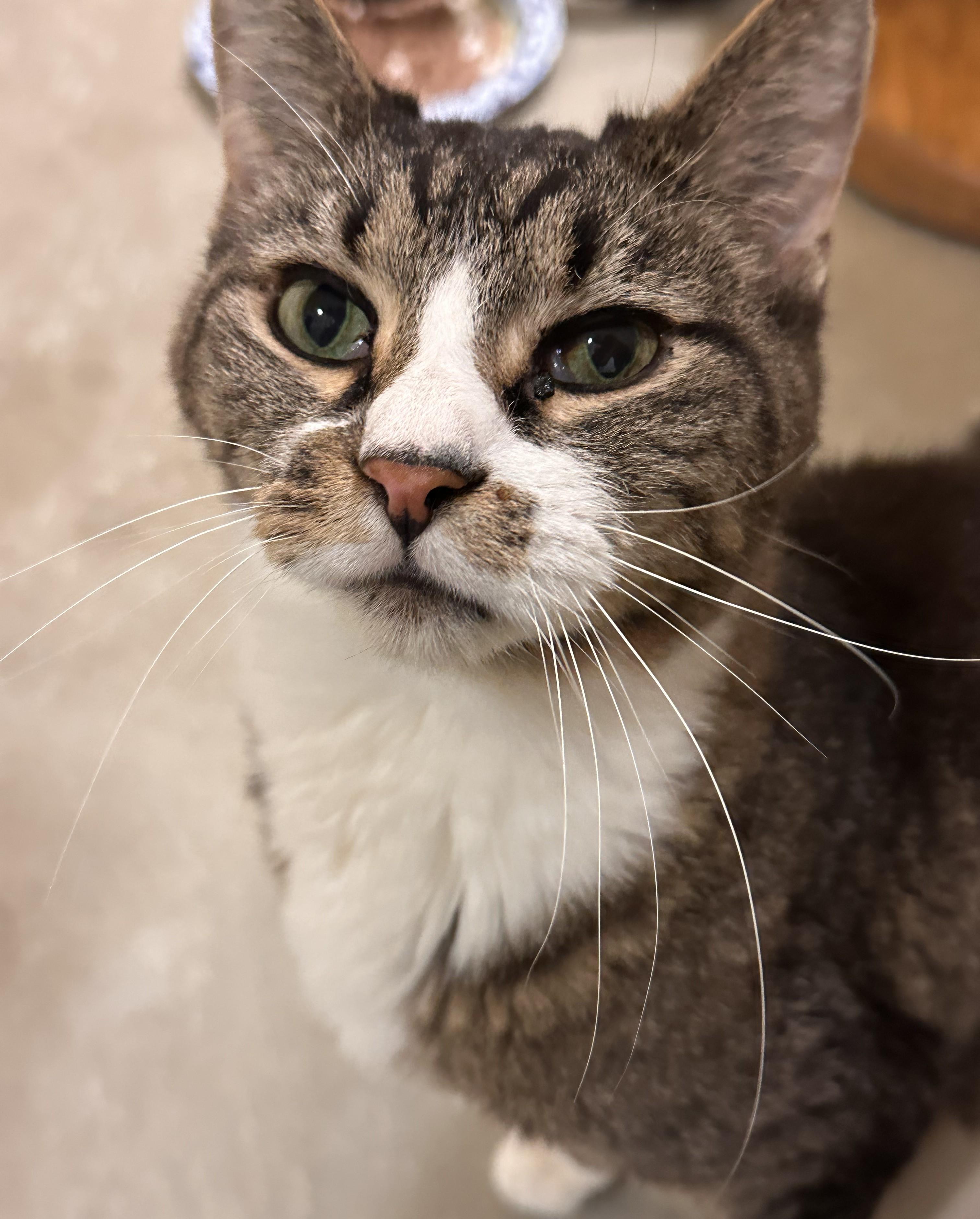 Enlarge Sandokan -Wilco *SPONSORED ADOPTION FEE*, a Adoptable Domestic Short Hair in Chicago, IL image 4/4