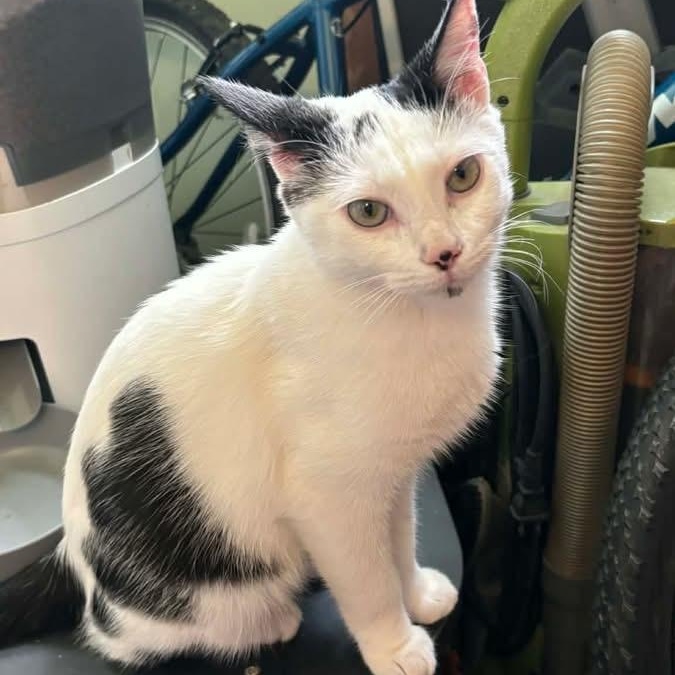 Bacon Egg and Cheese Biscuit, a ADOPTABLE Domestic Short Hair in Memphis, TN image 2/3