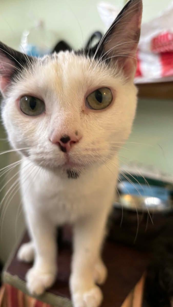 Bacon Egg and Cheese Biscuit, a ADOPTABLE Domestic Short Hair in Memphis, TN image 3/3