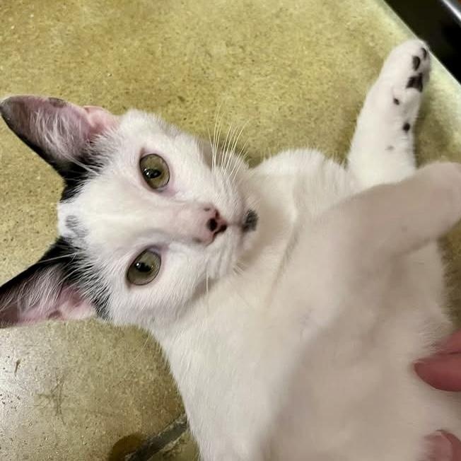 Bacon Egg and Cheese Biscuit, an adopted Domestic Short Hair in Memphis, TN image 1/5