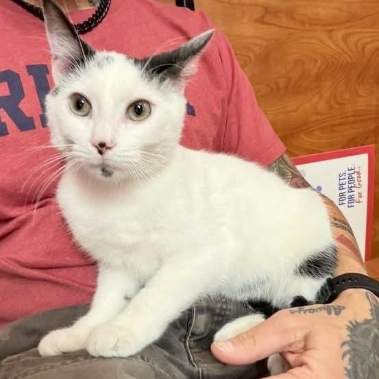 Bacon Egg and Cheese Biscuit, an adopted Domestic Short Hair in Memphis, TN image 5/5
