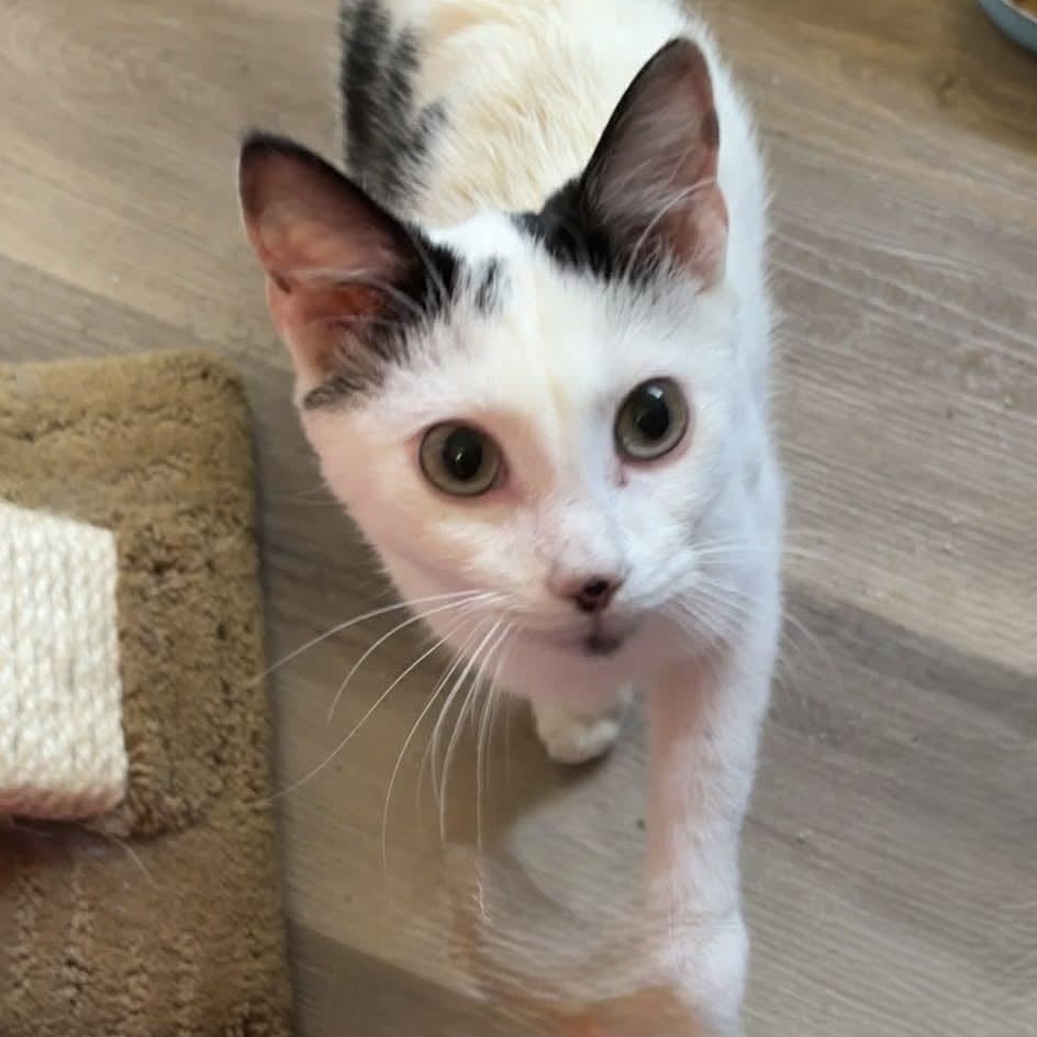 Bacon Egg and Cheese Biscuit, ADOPTABLE, Young Male Domestic Short Hair.