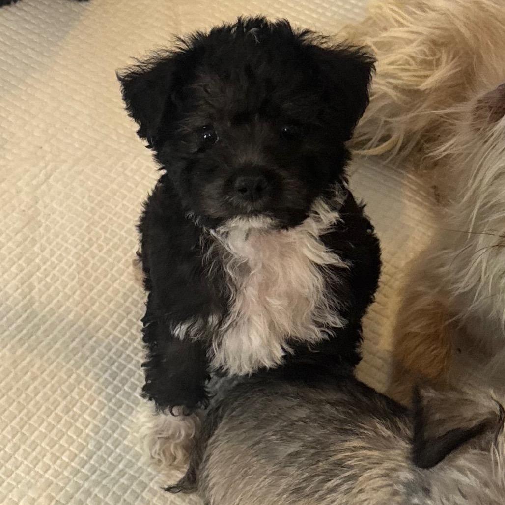 Enlarge Jackson, a Adoptable mixed breed in Missouri City, TX image 1/1