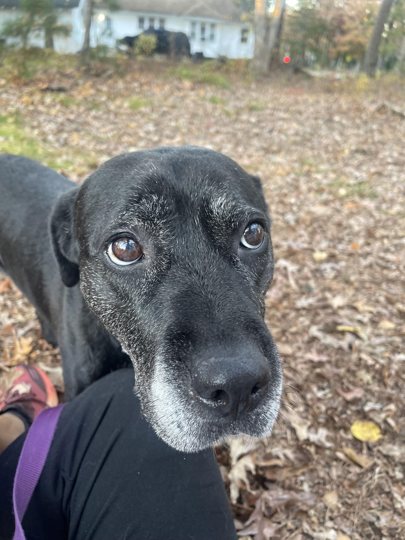 Enlarge Bridget, a Adoptable mixed breed in Blackwood, NJ image 1/3