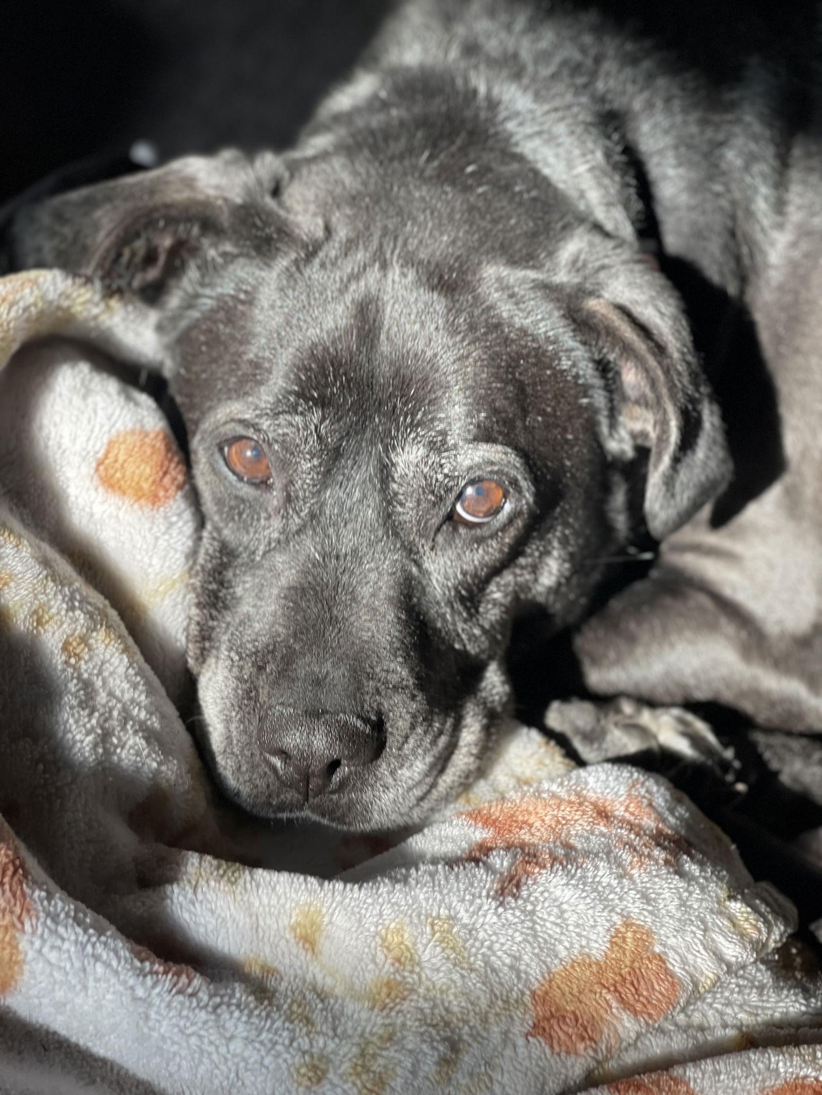 Bridget, Adoptable, Senior Female Boxer & Terrier.