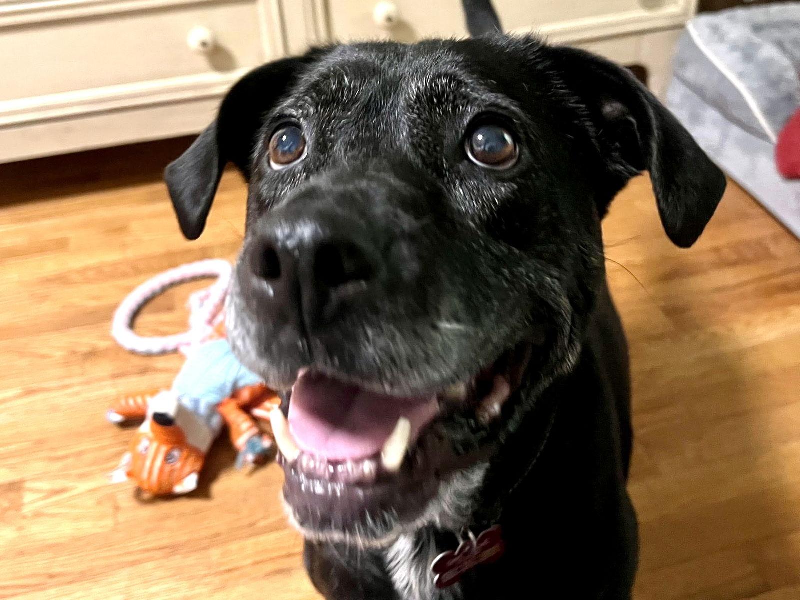 Enlarge Bridget, a Adoptable mixed breed in Blackwood, NJ image 2/3