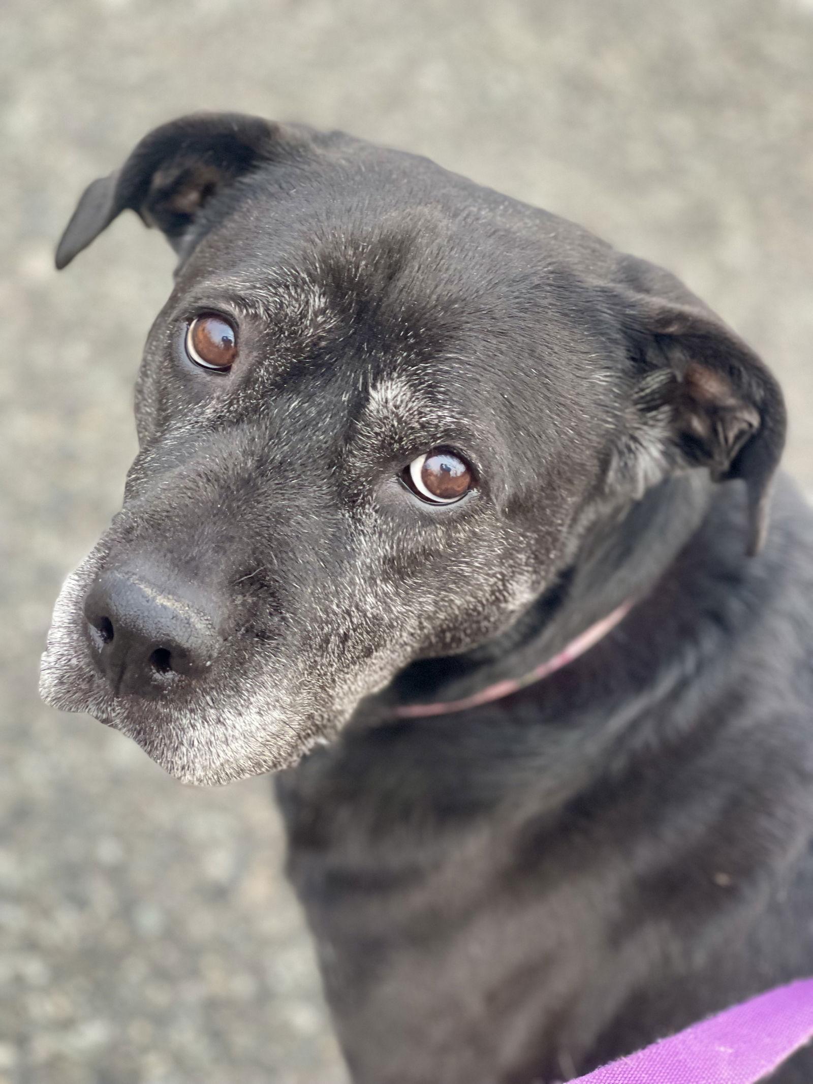 Enlarge Bridget, a Adoptable mixed breed in Blackwood, NJ image 1/3