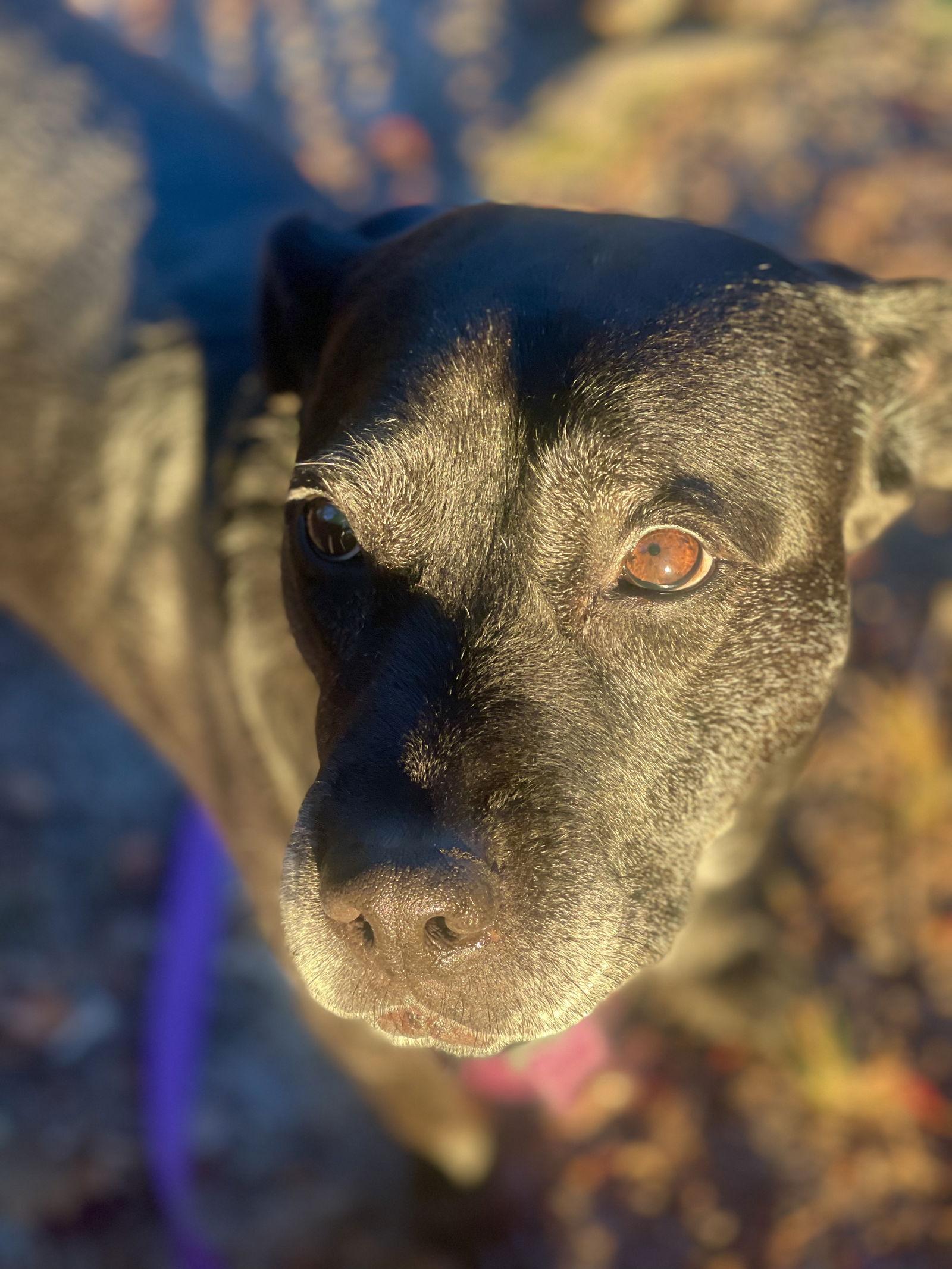 Enlarge Bridget, a Adoptable mixed breed in Blackwood, NJ image 3/3