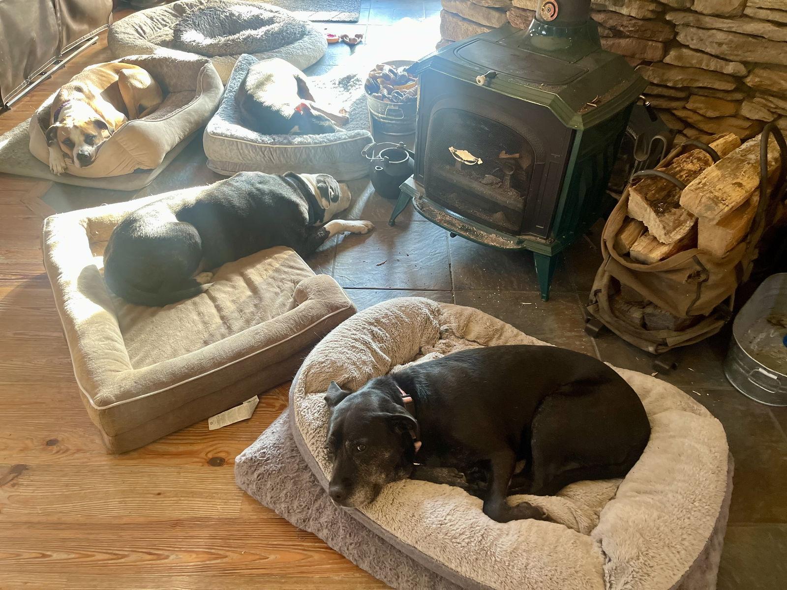 Enlarge Bridget, a Adoptable mixed breed in Blackwood, NJ image 2/3