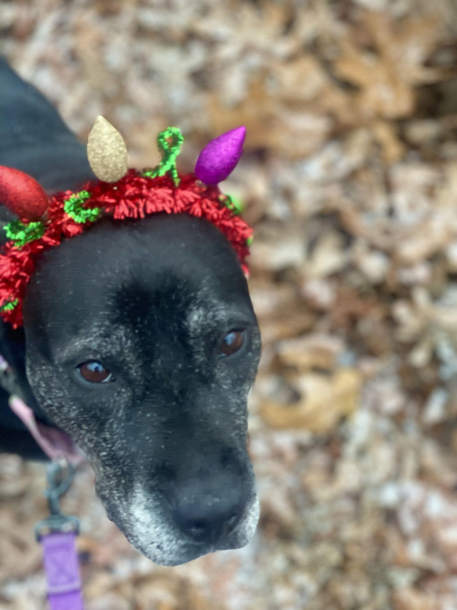 Enlarge Bridget, a Adoptable mixed breed in Blackwood, NJ image 3/3