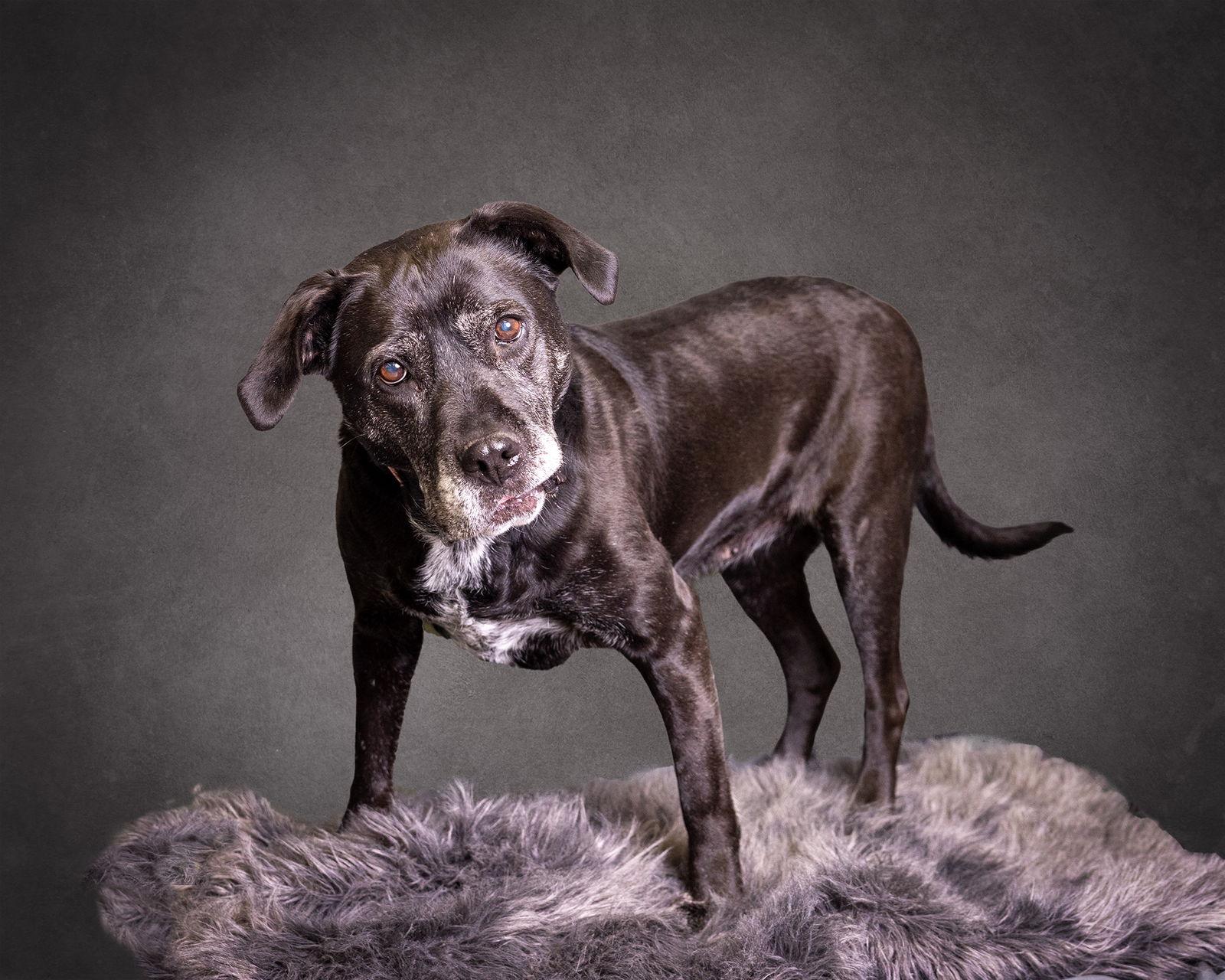Enlarge Bridget, a Adoptable mixed breed in Blackwood, NJ image 3/3