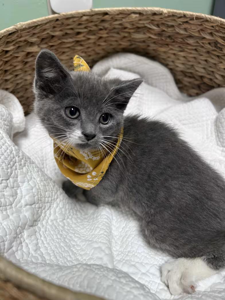 Brussel Sprout, an adopted Domestic Short Hair in Greensboro, NC image 1/4