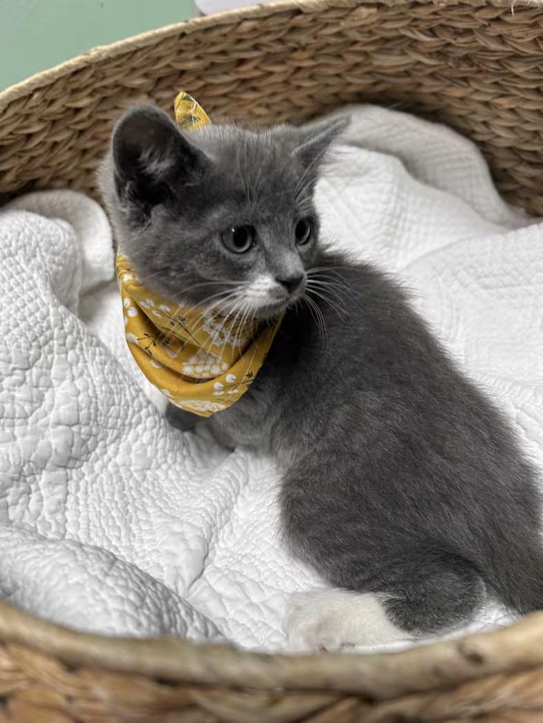 Brussel Sprout, an adopted Domestic Short Hair in Greensboro, NC image 2/4
