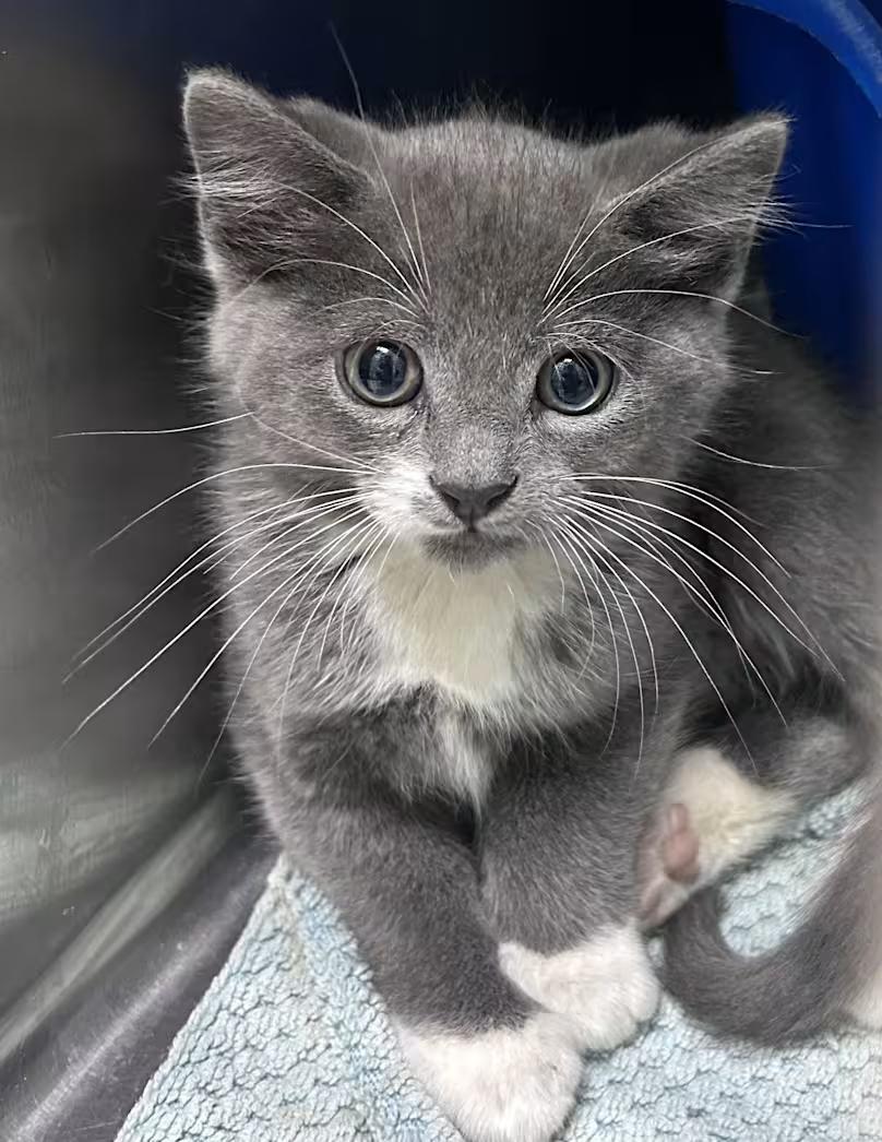 Brussel Sprout, an adopted Domestic Short Hair in Greensboro, NC image 3/4