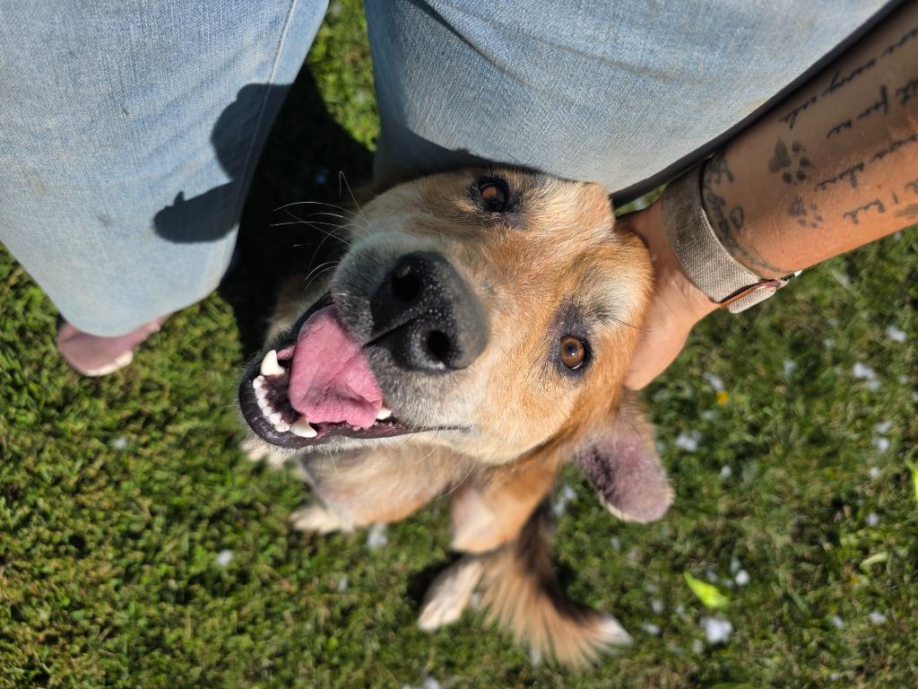 Enlarge Augie, a Adoptable mixed breed in Sprakers, NY image 1/2
