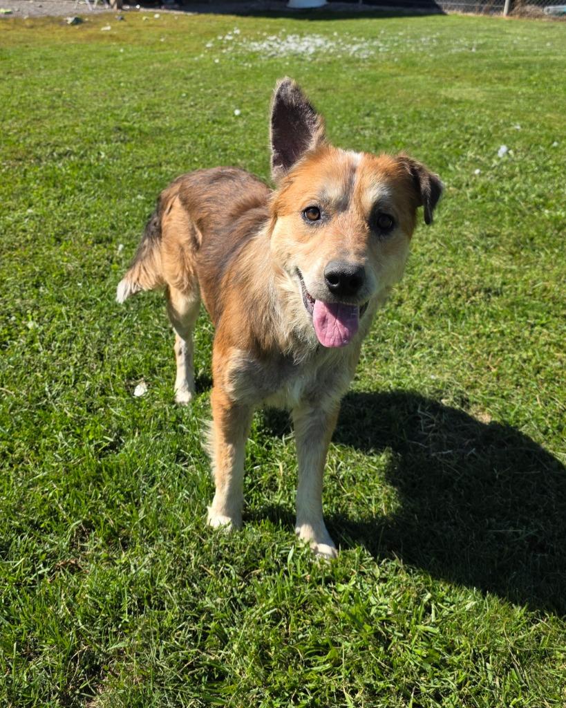 Enlarge Augie, a Adoptable mixed breed in Sprakers, NY image 2/2