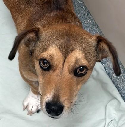 Enlarge Sage, an adopted Dachshund in Santa Cruz, CA image 1/1