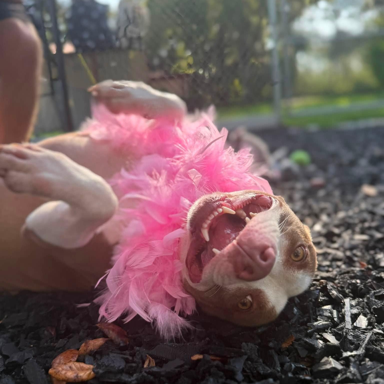 Enlarge Ginger, a ADOPTABLE Pit Bull Terrier in St. Augustine, FL image 1/4