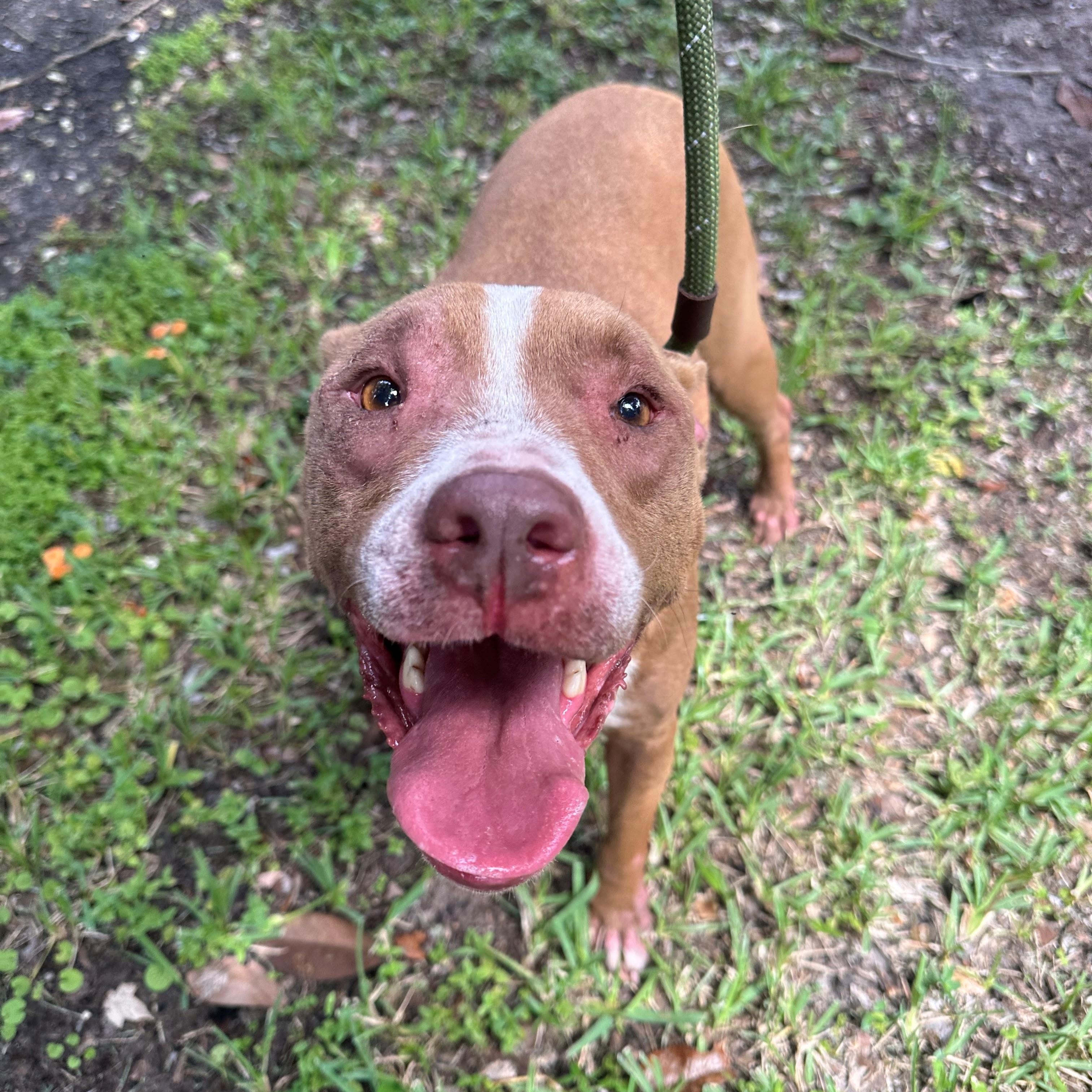 Enlarge Ginger, a ADOPTABLE Pit Bull Terrier in St. Augustine, FL image 4/4