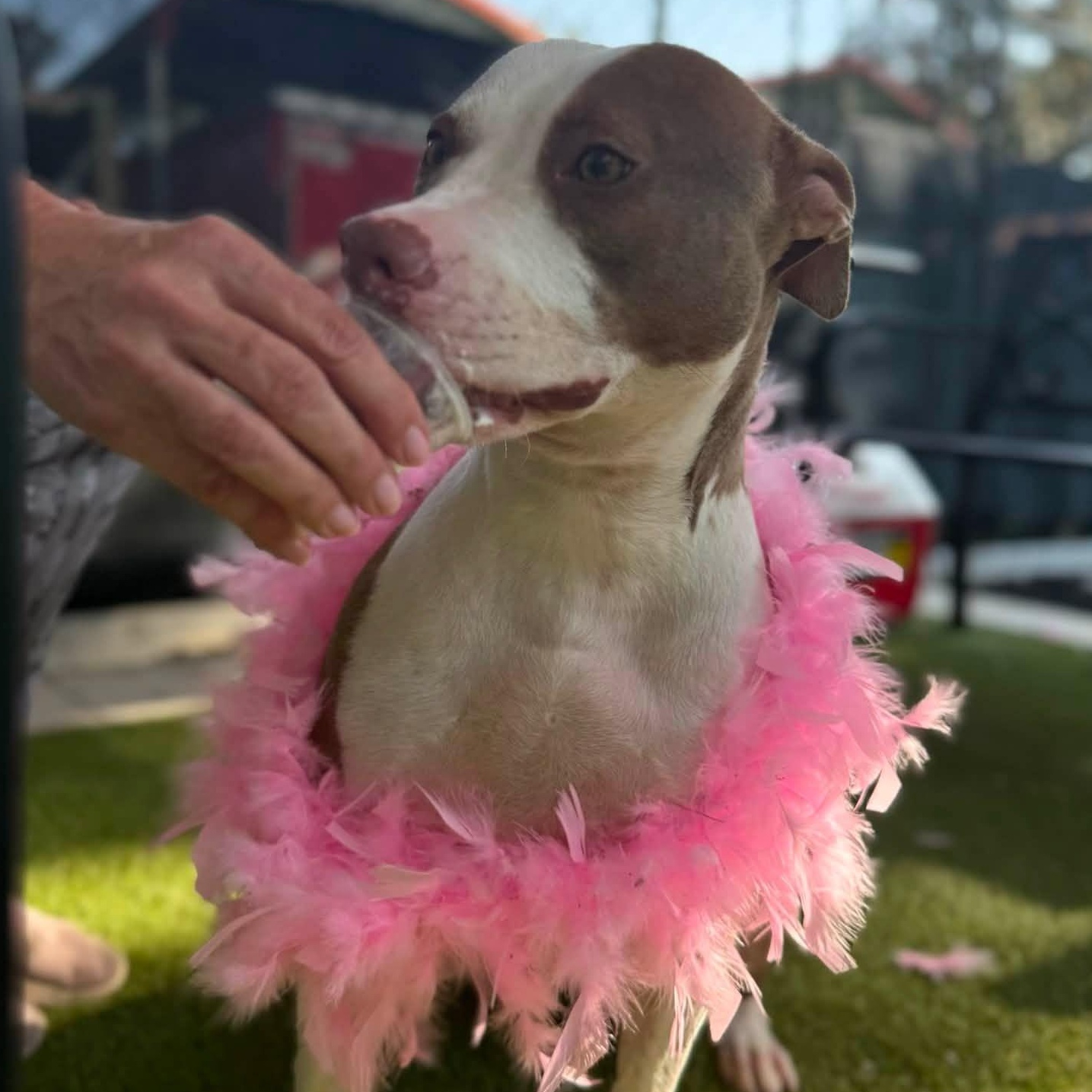 Enlarge Ginger, a ADOPTABLE Pit Bull Terrier in St. Augustine, FL image 3/4