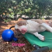 Ginger, ADOPTABLE, Adult Female Pit Bull Terrier.