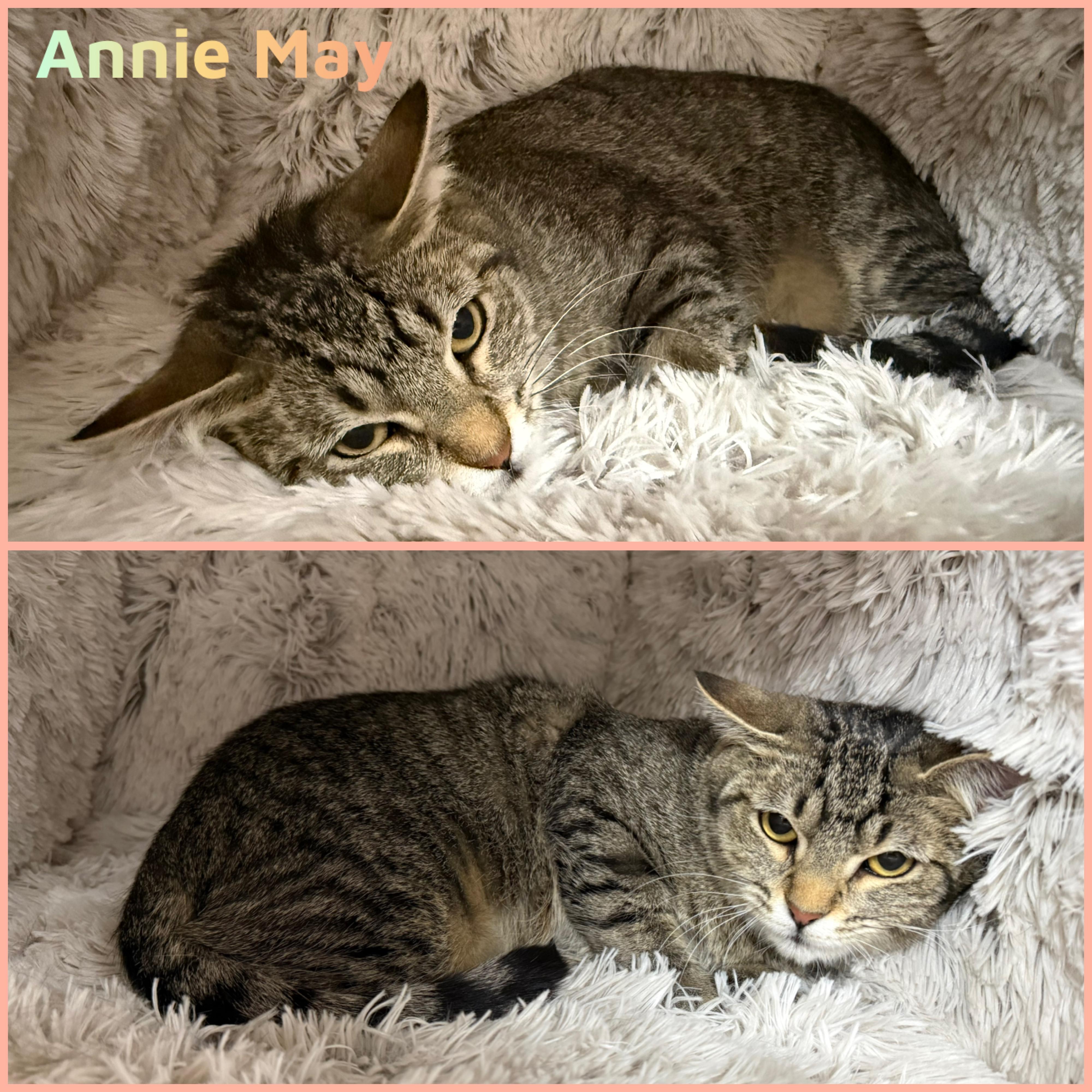 Enlarge Annie May, a ADOPTABLE Domestic Short Hair in Louisville, KY image 1/1