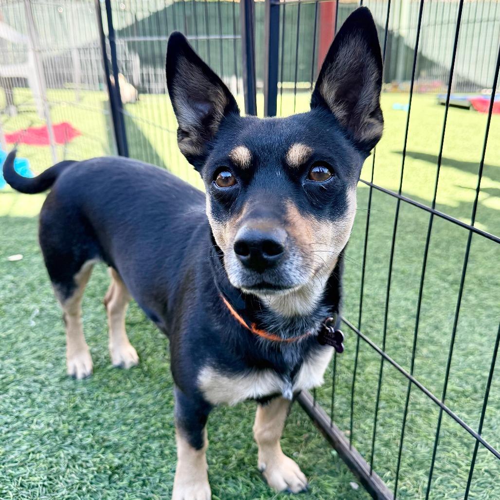 Enlarge Fifi, a Adoptable Dachshund in Agoura Hills, CA image 1/6